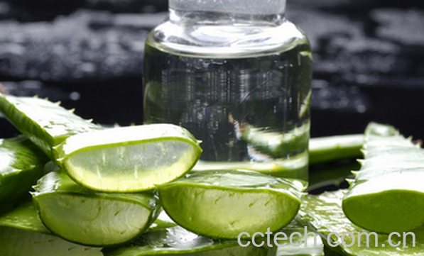 果蔬百科芦荟的药用价值与功效-0