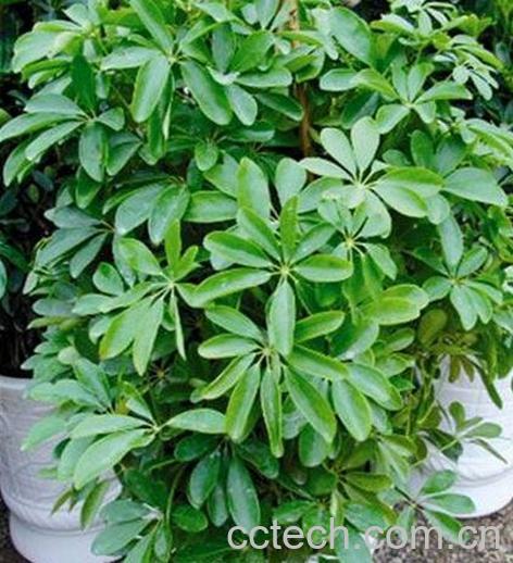 果蔬百科摇钱树的养殖方法-0