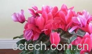 果蔬百科仙客来叶子发黄的原因-0