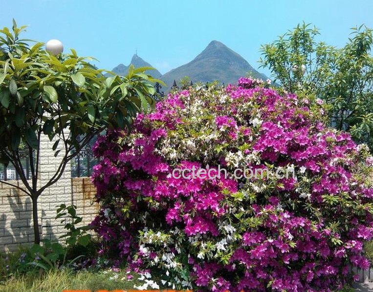 果蔬百科三角梅的扦插方法图-0