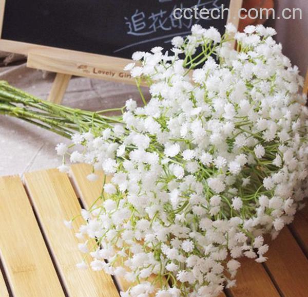 果蔬百科满天星种子怎么种-0