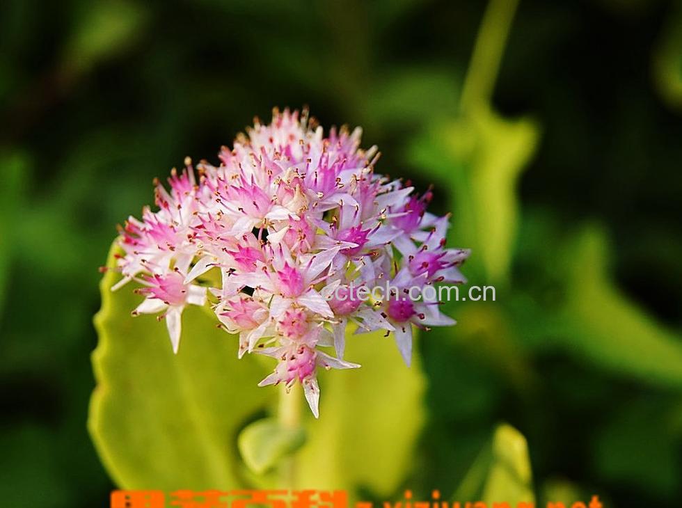 果蔬百科八宝景天怎么种-0