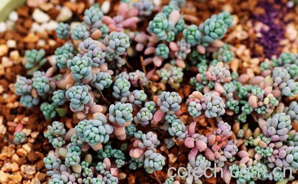 果蔬百科姬星美人怎么养 姬星美人花的养殖方法-0