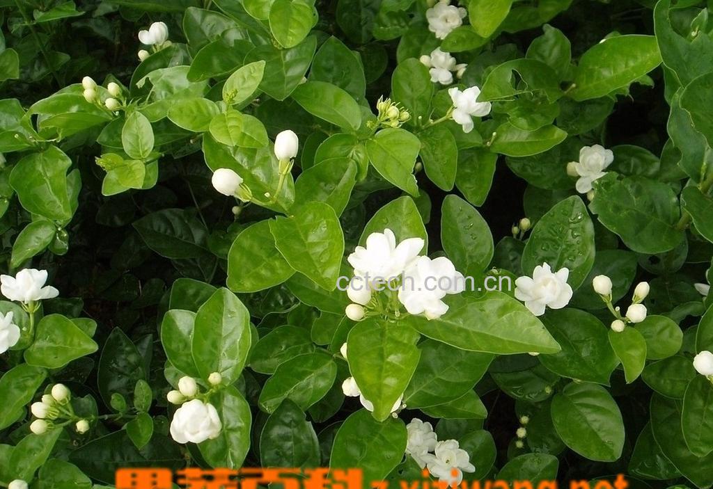 果蔬百科麝香茉莉图片和介绍 麝香茉莉种植-0