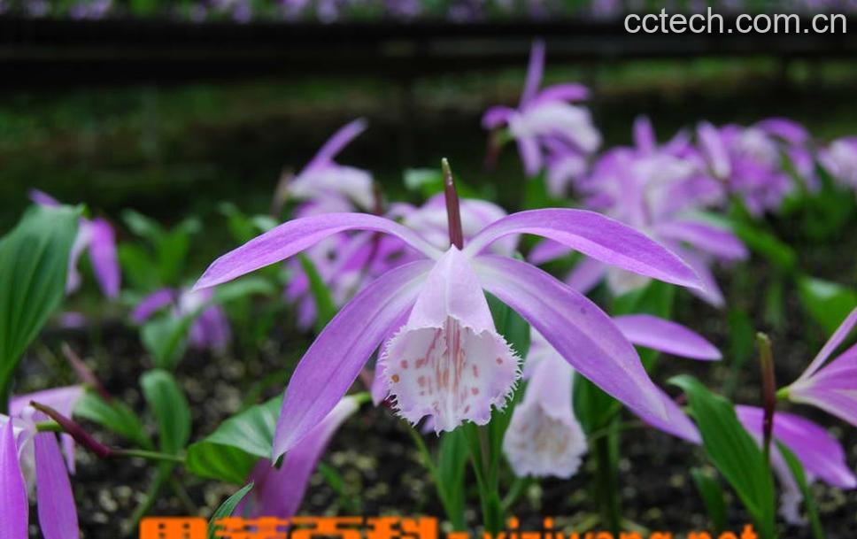 果蔬百科一叶兰怎么养 一叶兰的养殖方法-0