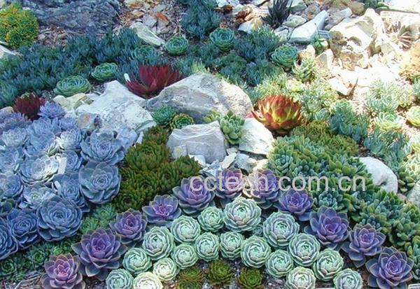 果蔬百科肉肉植物的养殖方法-0