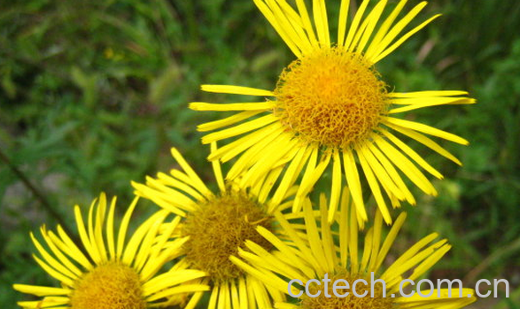 果蔬百科旋复花的功效与作用-0