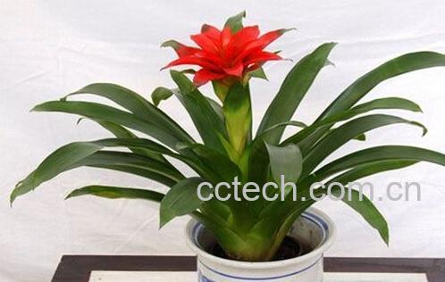 果蔬百科鸿运当头浇水方法 鸿运当头浇水注意事项-0