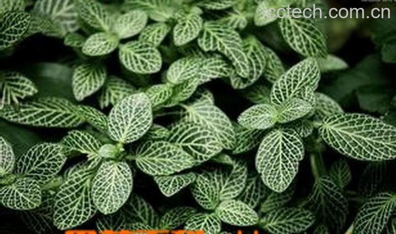 果蔬百科网纹草的养殖方法详解-0