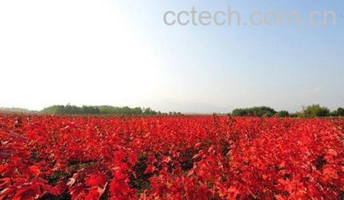 果蔬百科美国红枫的功效与作用-0