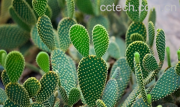 果蔬百科仙人掌的药用价值与功效-0