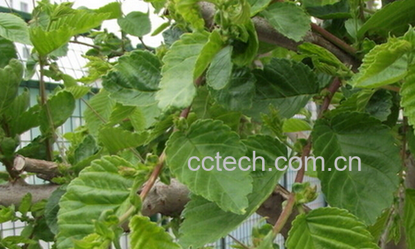 果蔬百科榆树叶的药用价值与功效-0