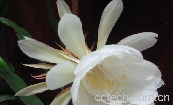 果蔬百科昙花的药用价值与功效-0