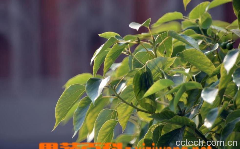 果蔬百科樟树叶 樟树叶的功效与作用 樟树叶的副作用-0