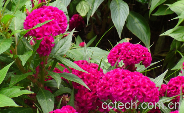 果蔬百科鸡冠花的药用价值与功效-0