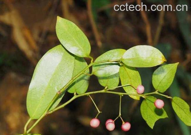 果蔬百科青风藤图片 青风藤的功效与作用-0