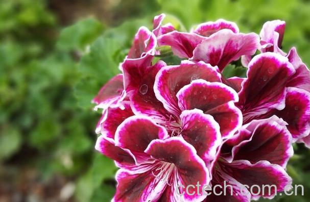 果蔬百科天竺葵的繁殖方法-0