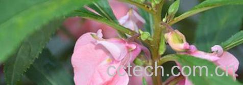 果蔬百科指甲花的功效与作用-0