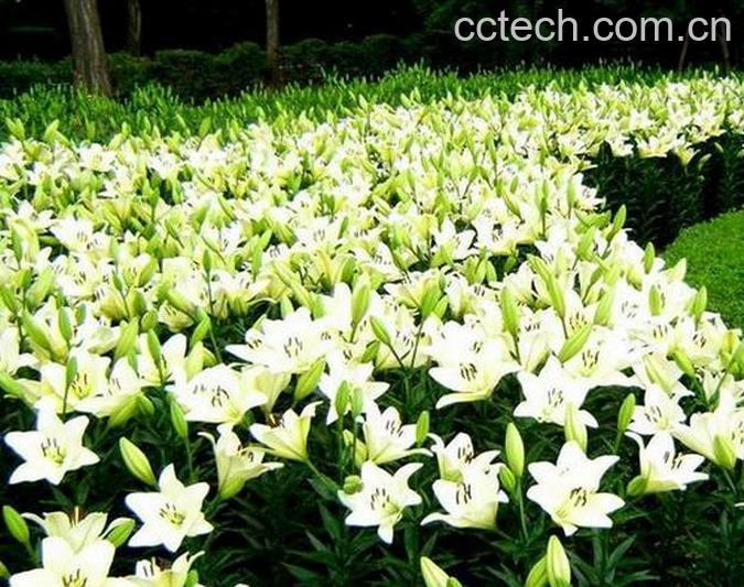 果蔬百科百合花的功效与作用 百合花的食用方法-0