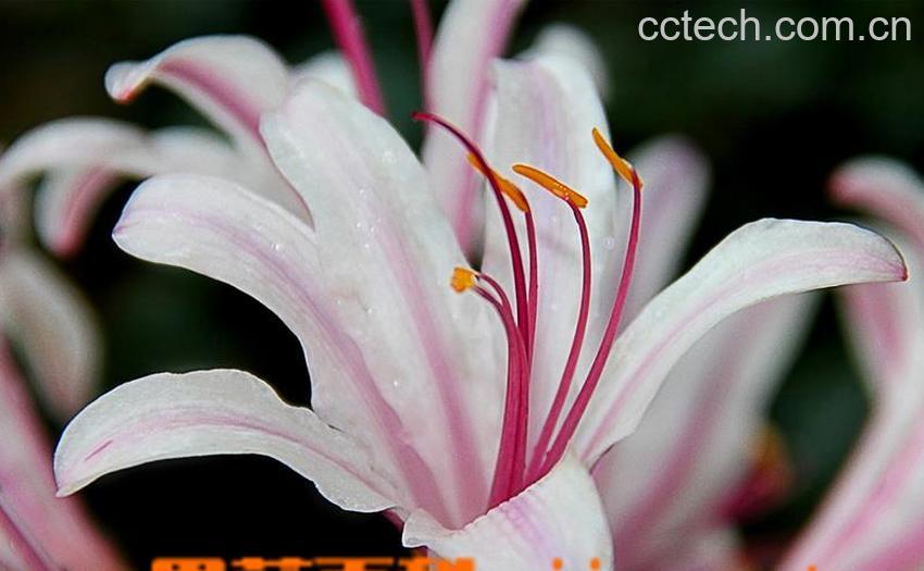 果蔬百科野百合图片和介绍-0