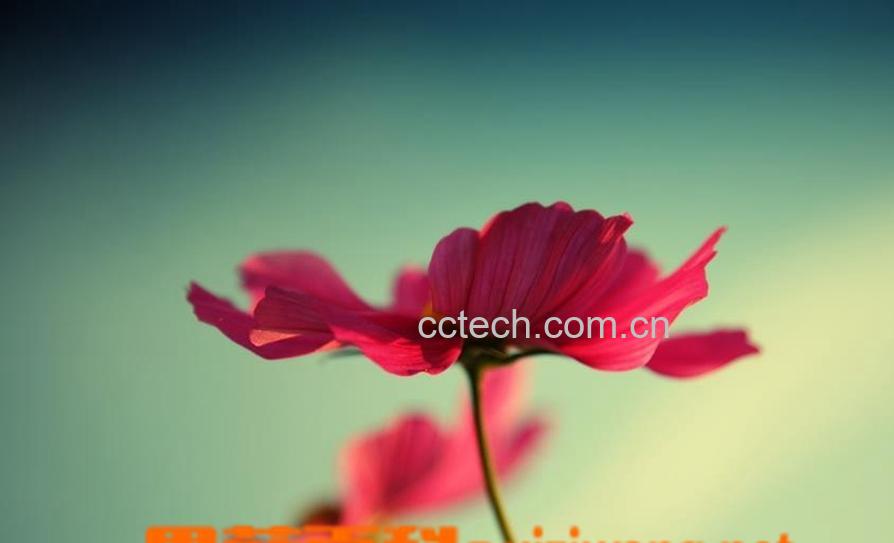 果蔬百科波斯菊的种植方法-0