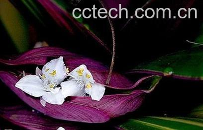 果蔬百科蚌花的功效与作用-0