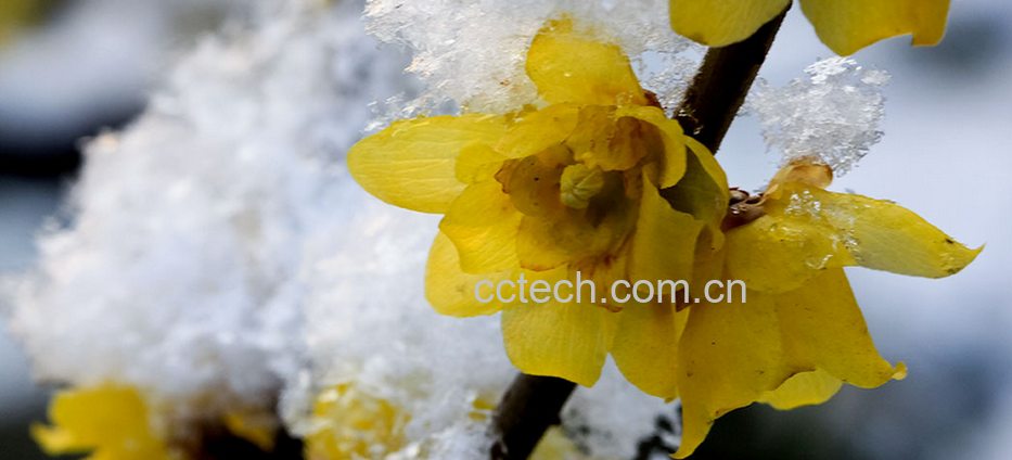 果蔬百科腊梅花的功效作用和营养价值-0