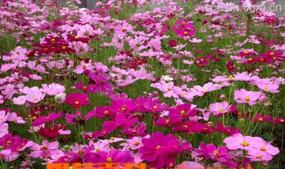 果蔬百科波斯菊种子怎么种-0