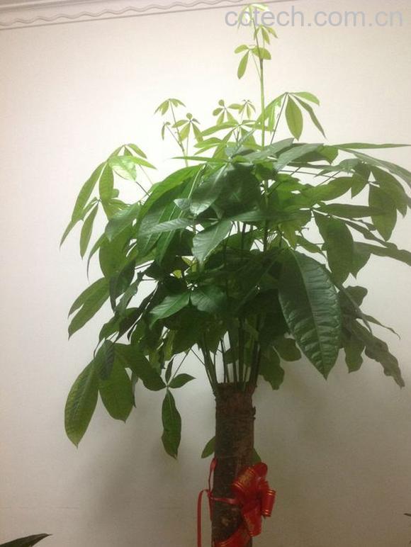 果蔬百科发财树的修剪方法-0