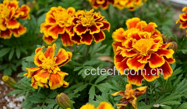 果蔬百科黄菊花的功效与作用-0