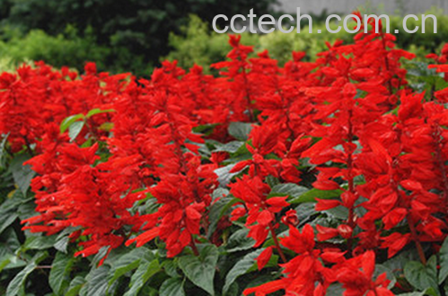 果蔬百科一串红的功效与作用-0