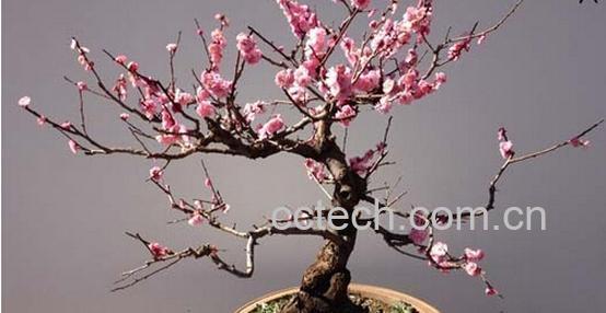 果蔬百科腊梅盆景的养护方法-0