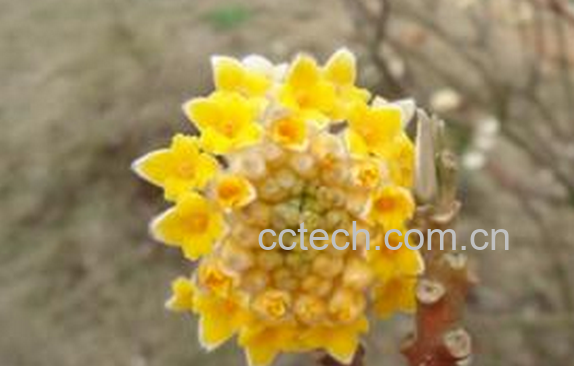 果蔬百科结香花的养殖方法-0