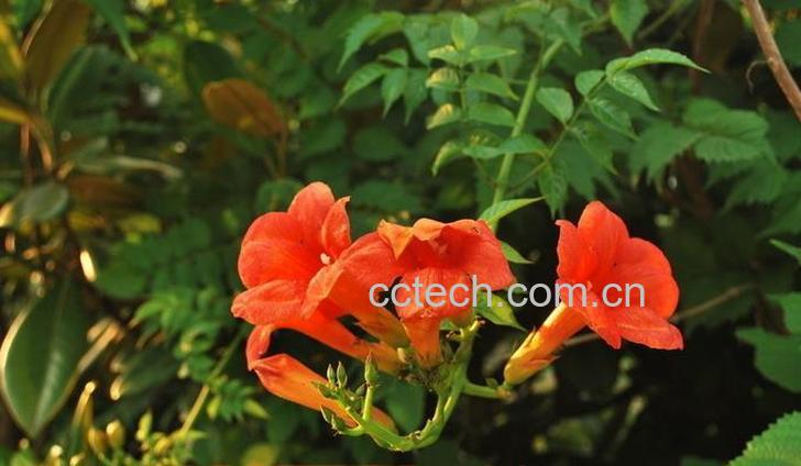 果蔬百科凌霄花图片 凌霄花的功效与作用-0