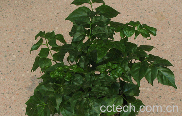 果蔬百科富贵树的养殖方法-0