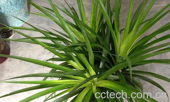 果蔬百科龙须铁的养殖方法-0