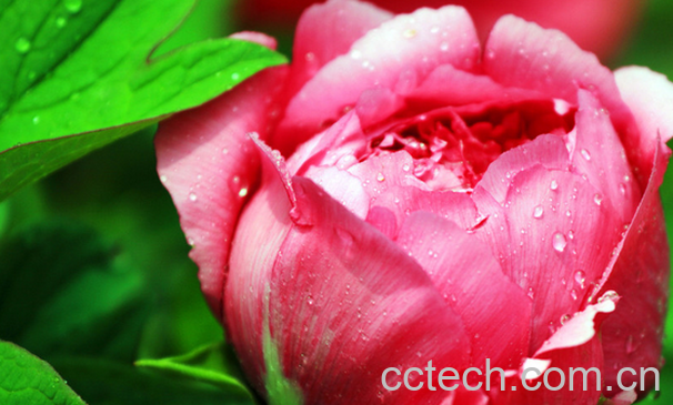 果蔬百科牡丹花的功效与作用-0