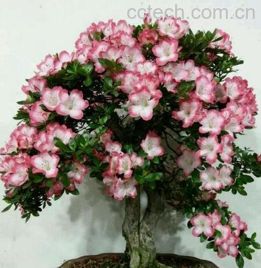 果蔬百科盆栽杜鹃花怎么养-0