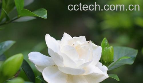 果蔬百科栀子的营养价值及功效-0