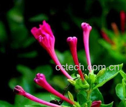 果蔬百科紫茉莉开花后怎么办-0