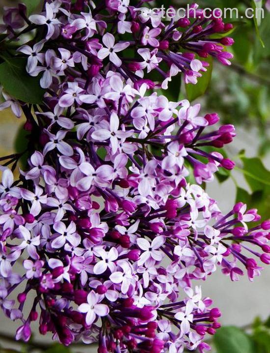 果蔬百科丁香叶子发黄怎么办-0