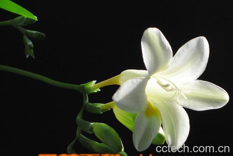 果蔬百科小苍兰图片 小苍兰种植技巧方法-0