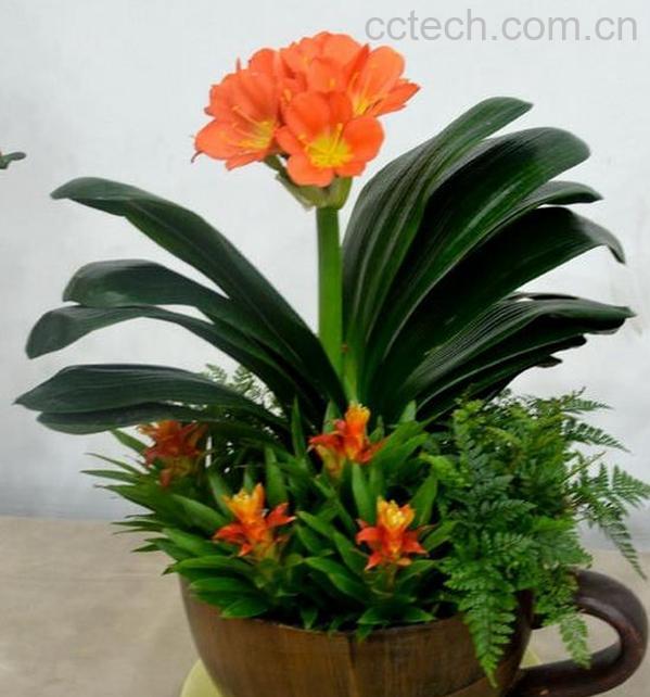 果蔬百科君子兰开花后怎么办-0