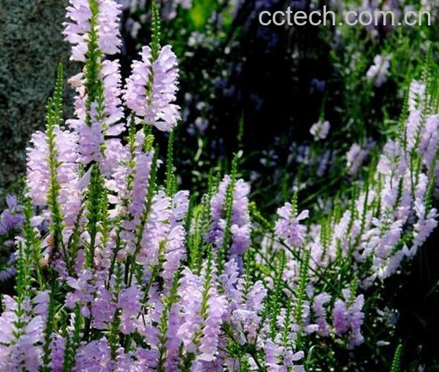 果蔬百科随意草开花后怎么办-0