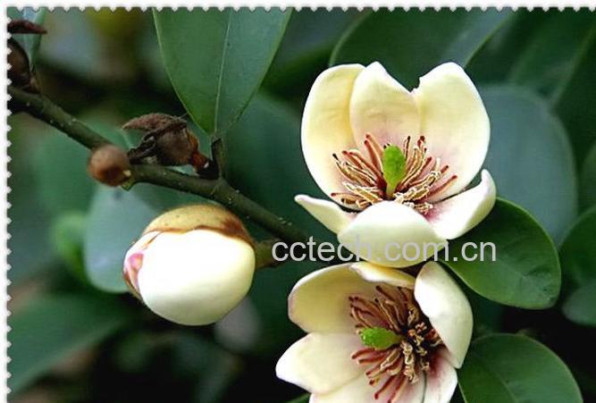 果蔬百科含笑图片 含笑种植大全-0