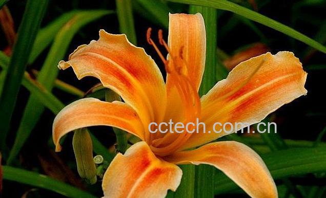 果蔬百科萱草图片 萱草种植技巧方法-0