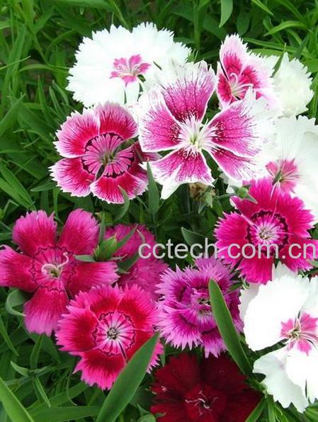 果蔬百科石竹图片 石竹种植大全-0