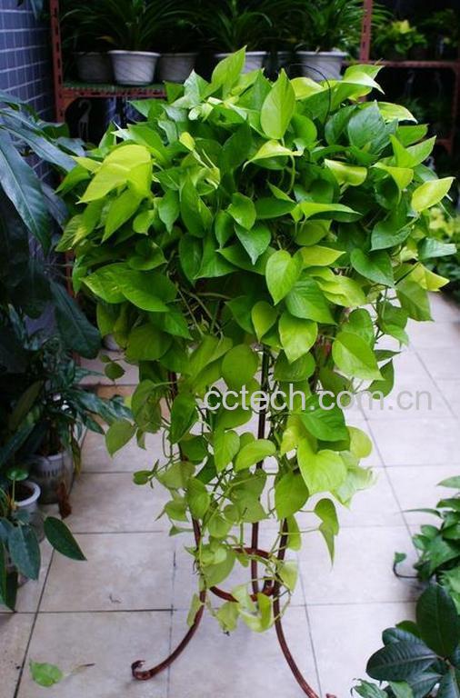 果蔬百科绿萝怎么土养 绿萝土养方法-0