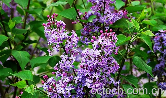 果蔬百科丁香花怎么养殖-0