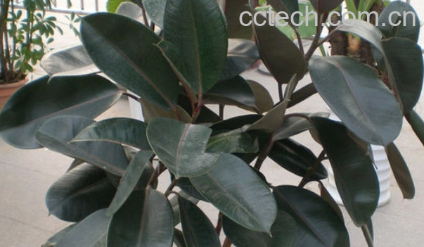 果蔬百科黑金刚的栽培养殖方法-0